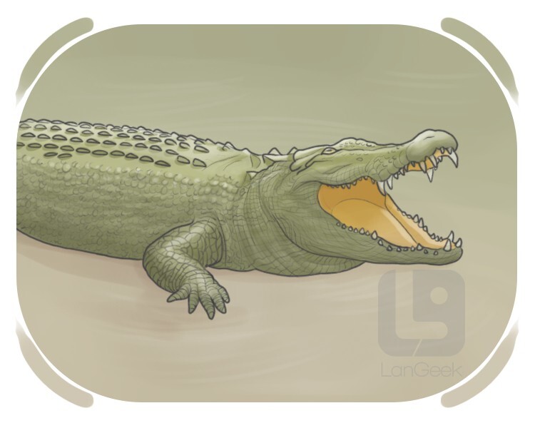 crocodylidae definition and meaning