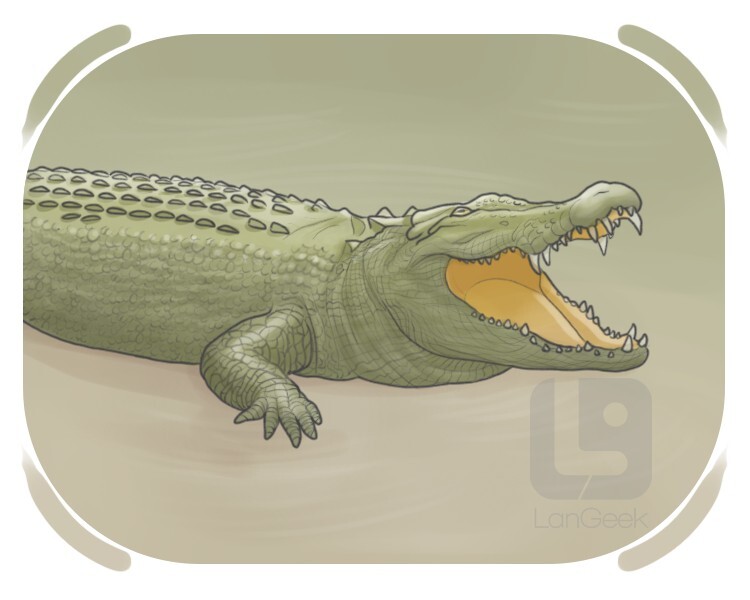 crocodile definition and meaning