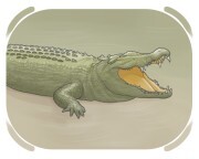 crocodile