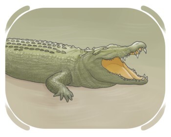 crocodile