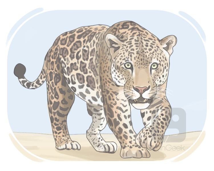 panthera onca definition and meaning