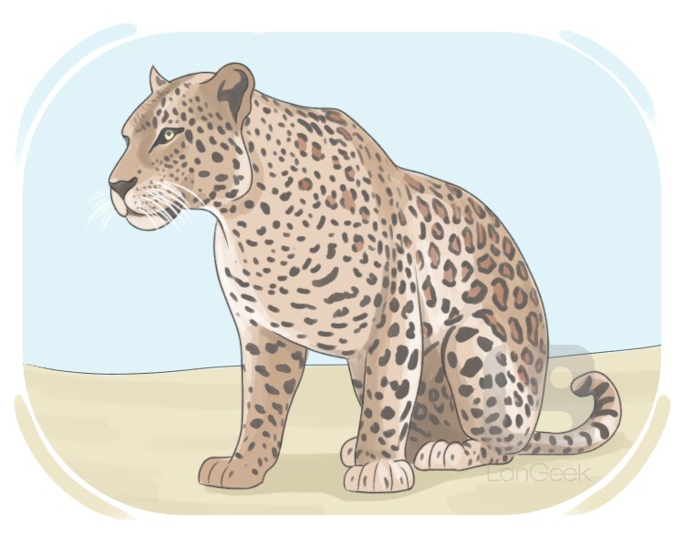 leopard definition and meaning