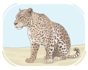 leopard