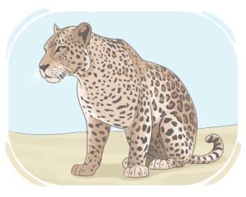 leopard