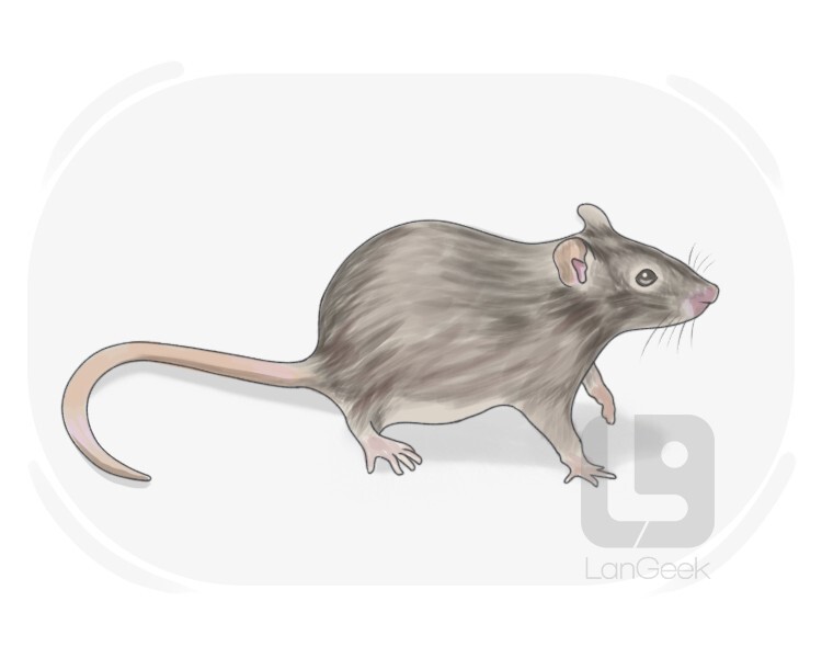 sewer rat definition and meaning