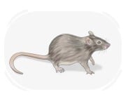 rat