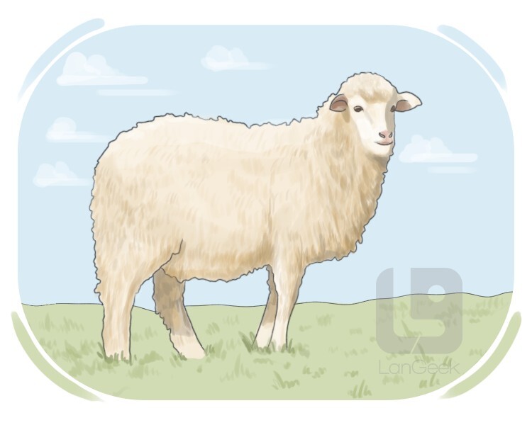 domestic sheep definition and meaning