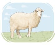 sheep