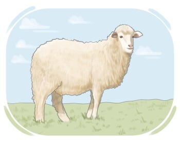 sheep