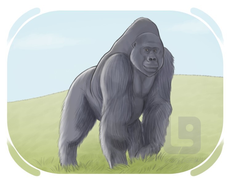 gorilla gorilla definition and meaning
