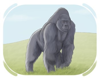 gorilla