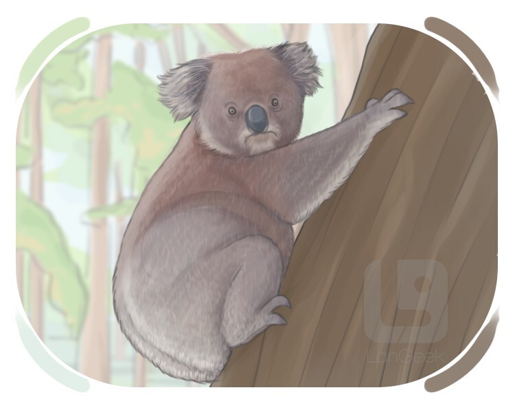 koala definition and meaning