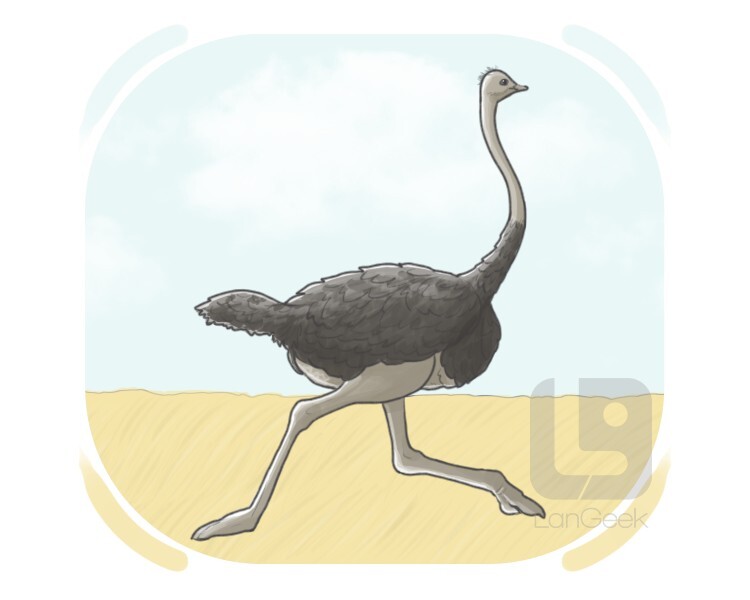 ostrich definition and meaning