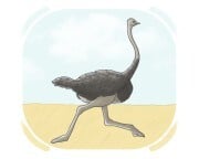 ostrich