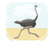 ostrich