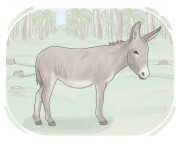 donkey