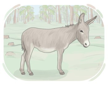 donkey