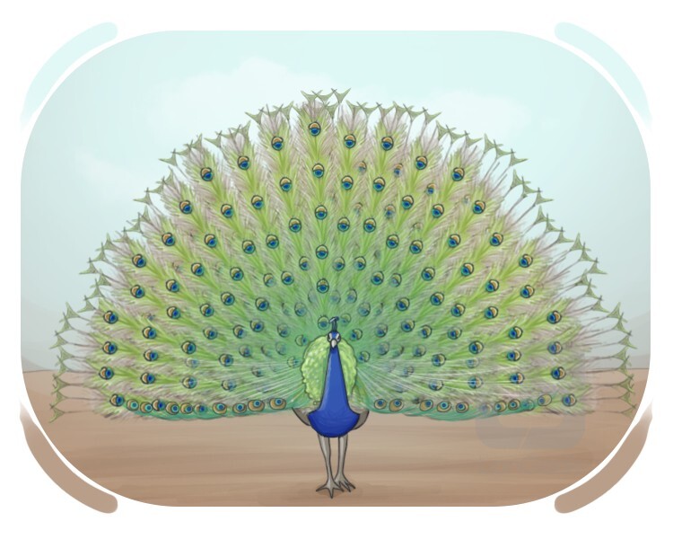 peacock definition and meaning