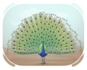 peacock