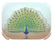 peacock