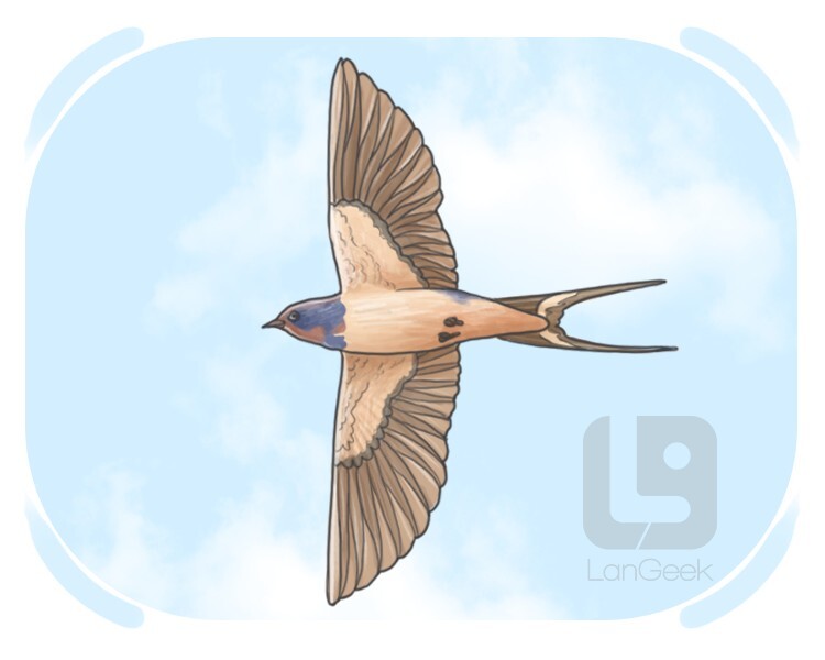 swallow definition and meaning