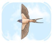 swallow
