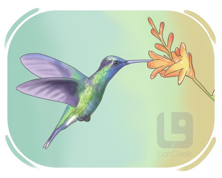 hummingbird definition and meaning