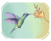 hummingbird