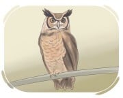 owl