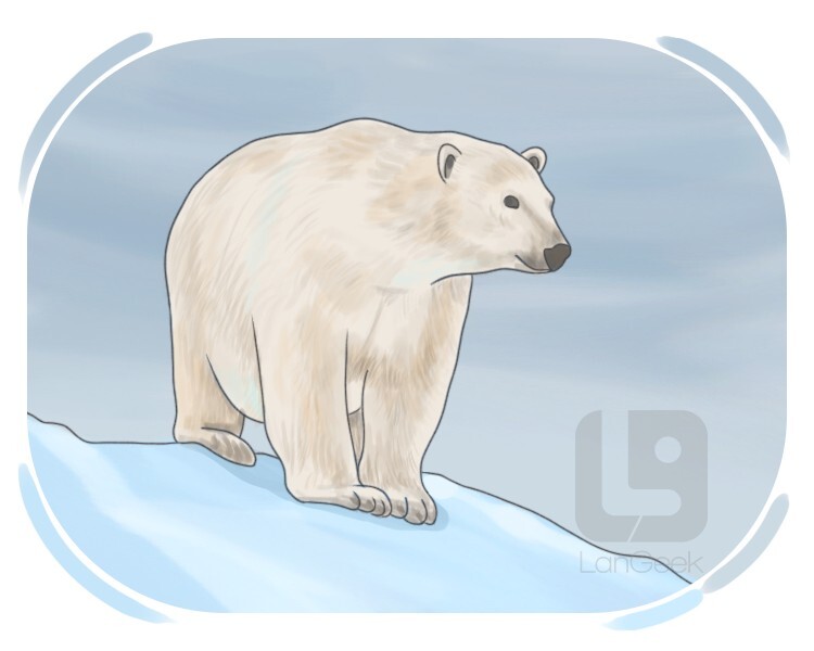 ice bear definition and meaning