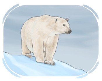 polar bear