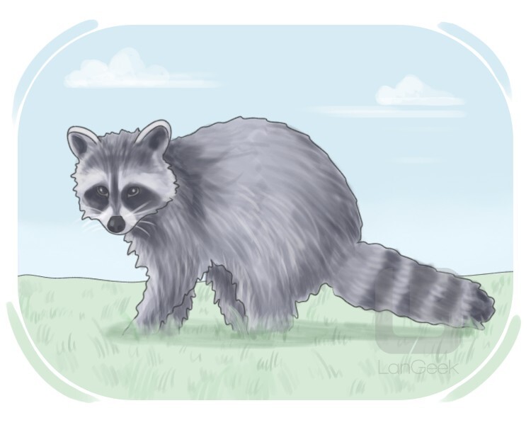 common raccoon definition and meaning
