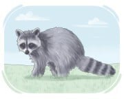 raccoon