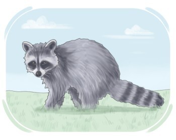 raccoon