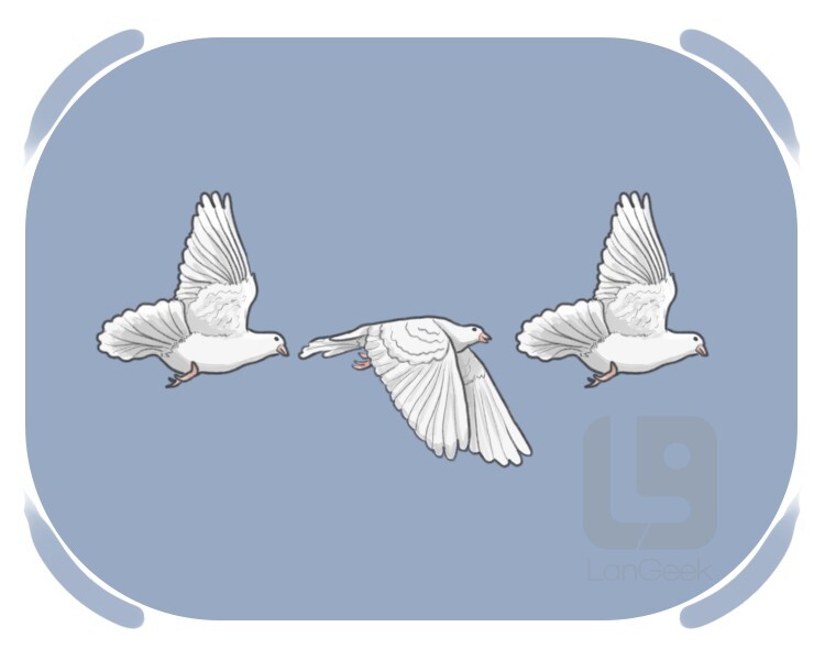 dove definition and meaning