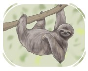 sloth