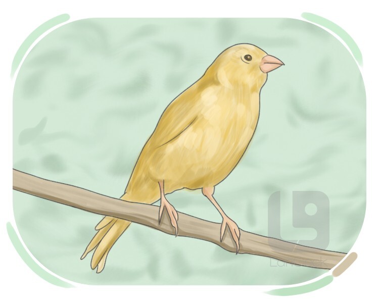 canary bird definition and meaning