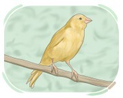 canary