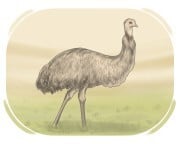 emu