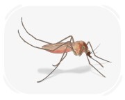 mosquito