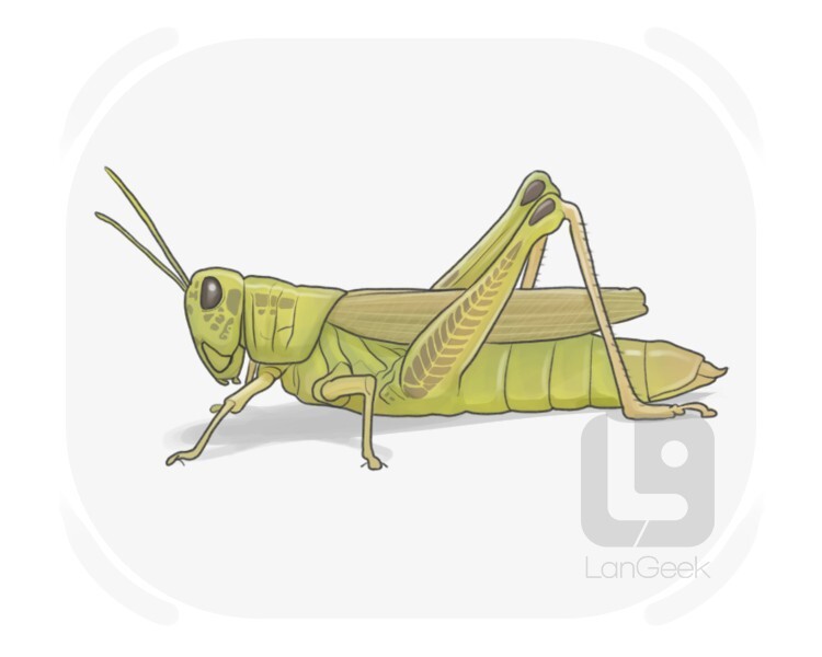 grasshopper definition and meaning