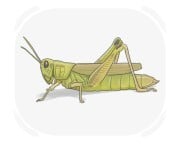 grasshopper