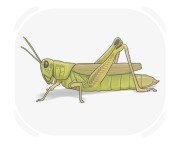 grasshopper