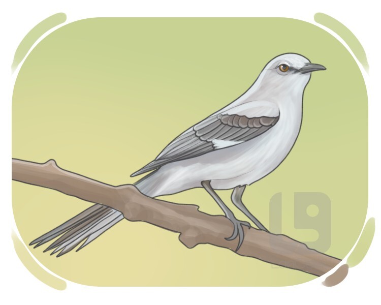 mockingbird definition and meaning