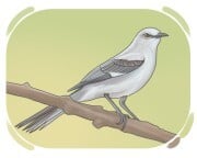 mockingbird
