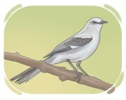 mockingbird