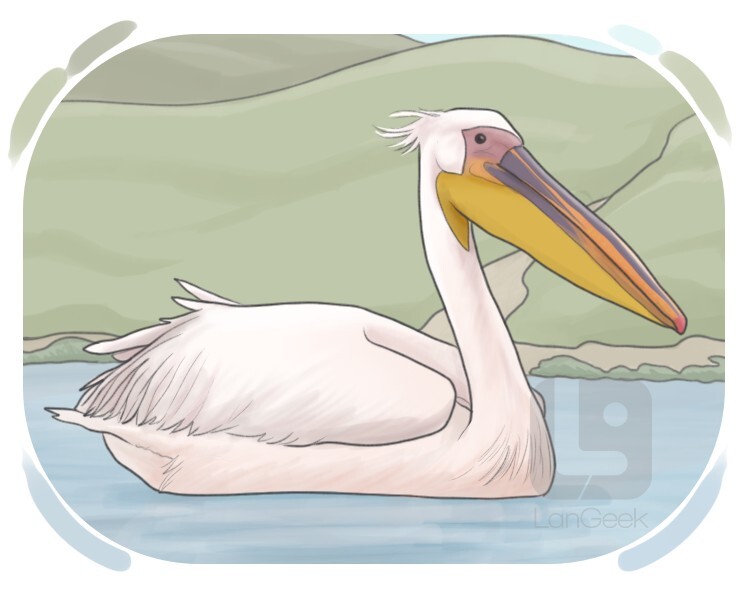 pelican definition and meaning