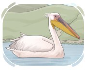 pelican