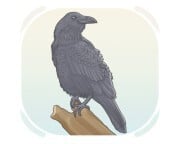 raven