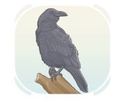 raven